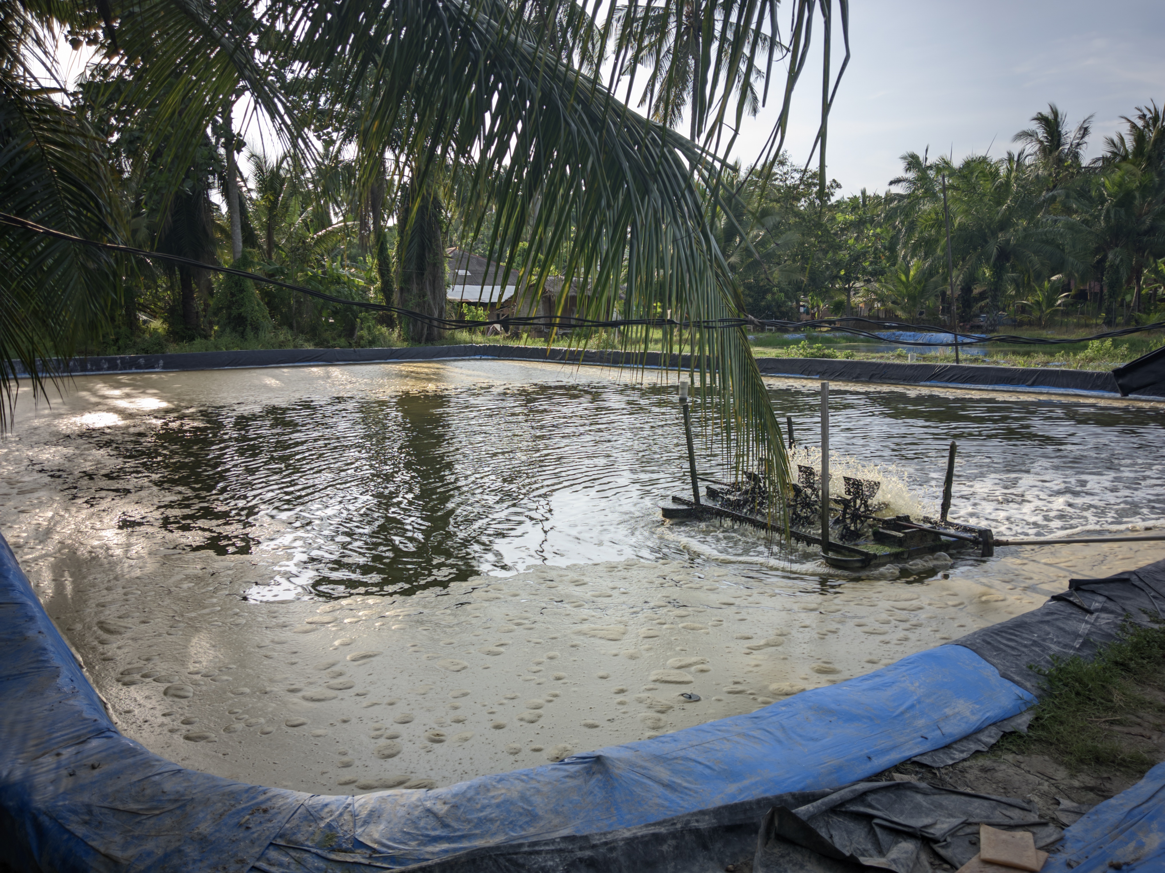 Kolam Tambas 1